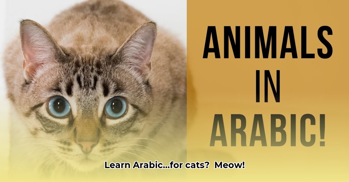 learn-arabic-vocabulary-for-cats